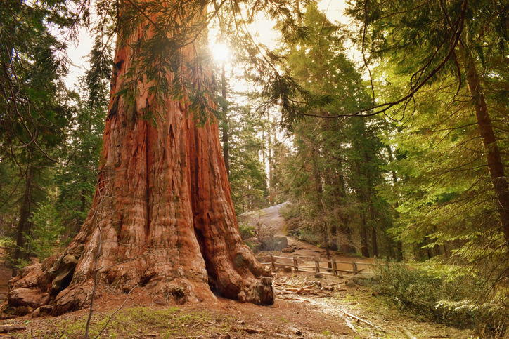 best time to visit sequoia national park